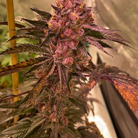 Tropical Thunder  growlog timeline photo