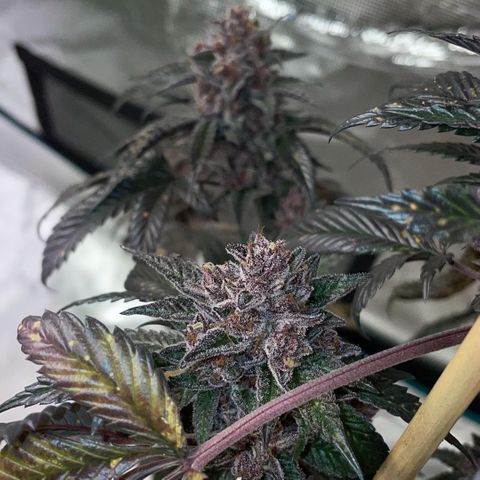 Tropical Thunder  growlog timeline photo