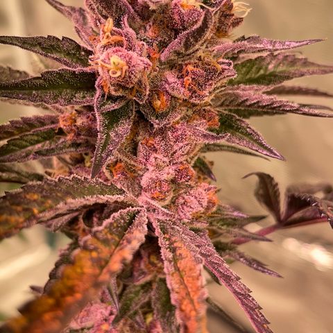 Tropical Thunder  growlog timeline photo