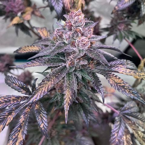 Tropical Thunder  growlog timeline photo
