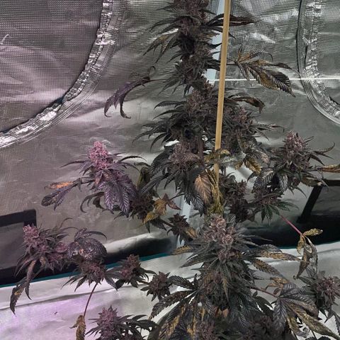 Tropical Thunder  growlog timeline photo