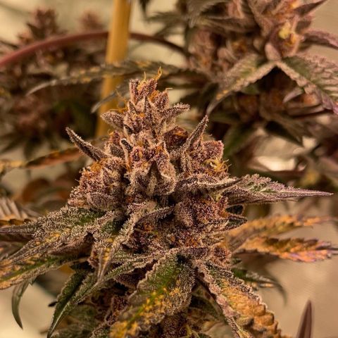 Tropical Thunder  growlog timeline photo
