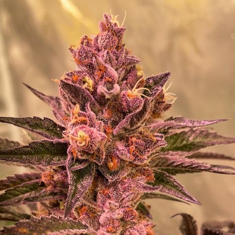 Tropical Thunder  growlog timeline photo