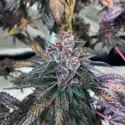 Tropical Thunder  growlog timeline photo