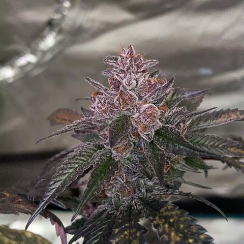 Tropical Thunder  growlog timeline photo
