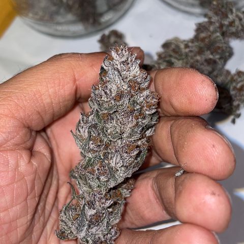 Tropical Thunder  growlog timeline photo