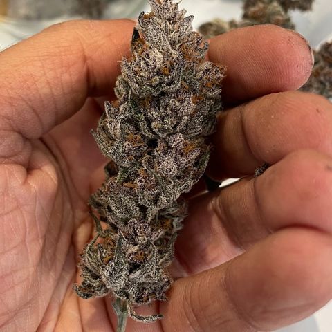 Tropical Thunder  growlog timeline photo