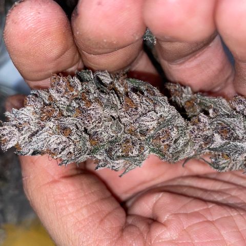 Tropical Thunder  growlog timeline photo