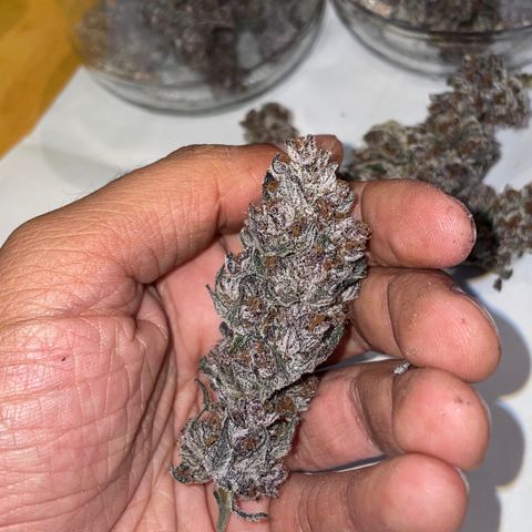 Tropical Thunder  growlog timeline photo