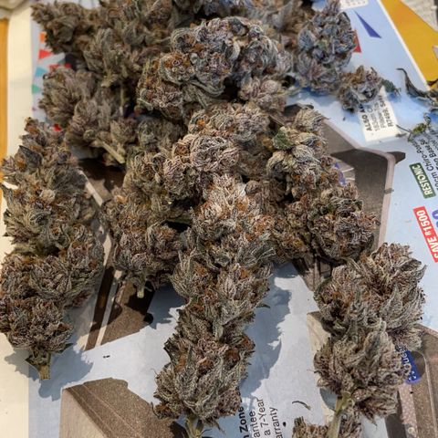Tropical Thunder  growlog timeline photo