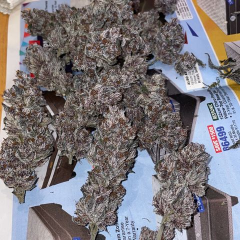 Tropical Thunder  growlog timeline photo