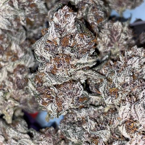 Tropical Thunder  growlog timeline photo
