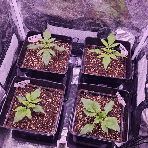 Bubba Kush growlog timeline photo