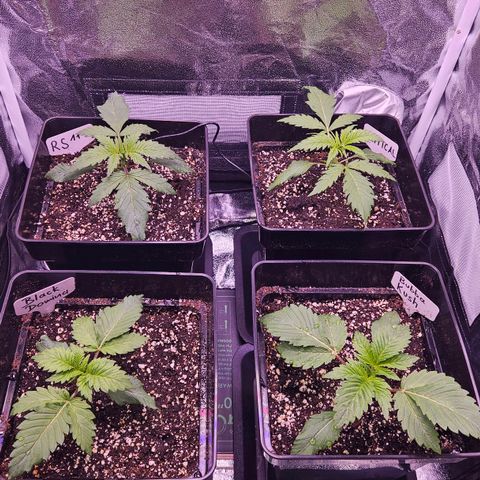 Bubba Kush growlog timeline photo