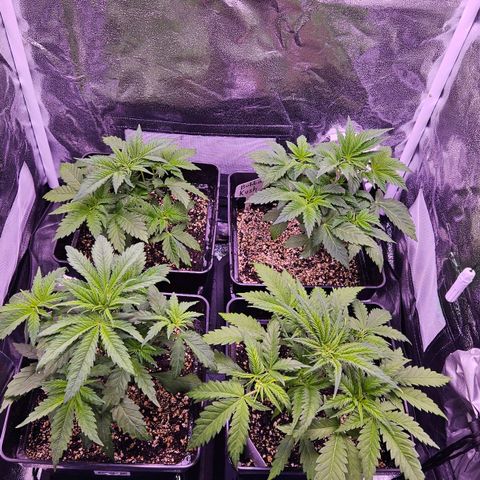Bubba Kush growlog photo: Topfgewicht 3600g 