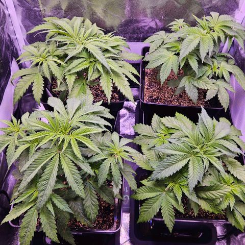 Bubba Kush growlog timeline photo