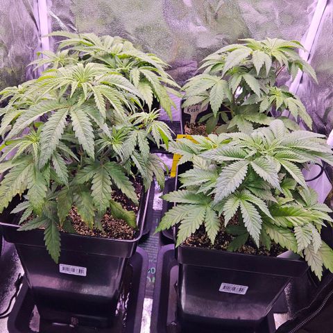 Bubba Kush growlog timeline photo