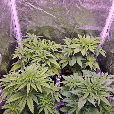 Bubba Kush growlog photo: Blütetag 3 