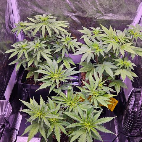 Bubba Kush growlog photo: BT 7