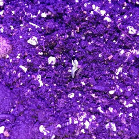  Скитлс growlog timeline photo