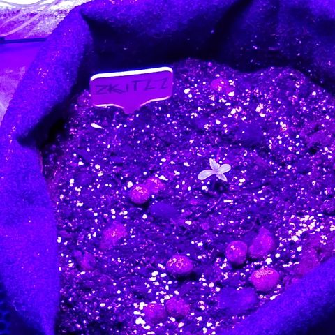 Скитлс growlog timeline photo