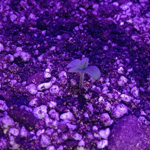 Клубника growlog timeline photo