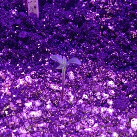 Горилла growlog timeline photo