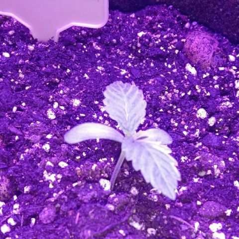  Скитлс growlog timeline photo