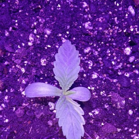  Скитлс growlog timeline photo