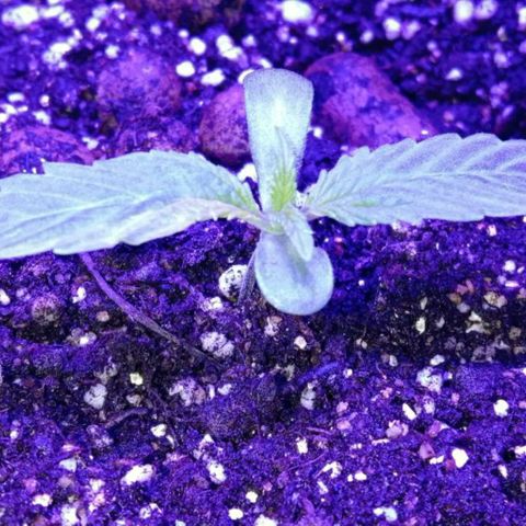  Скитлс growlog timeline photo