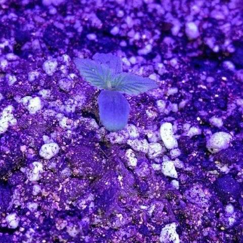 Клубника growlog timeline photo