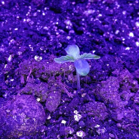 Горилла growlog timeline photo