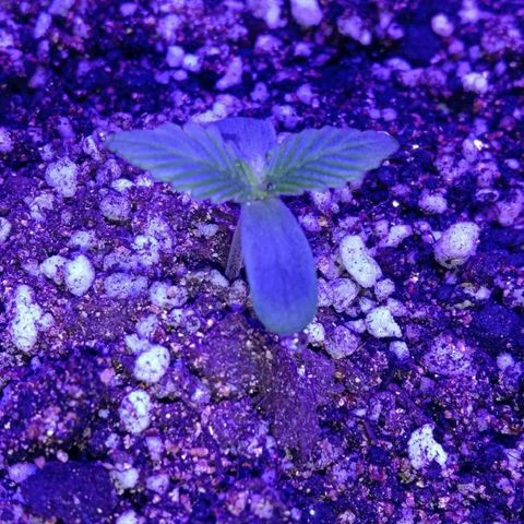 Клубника growlog timeline photo