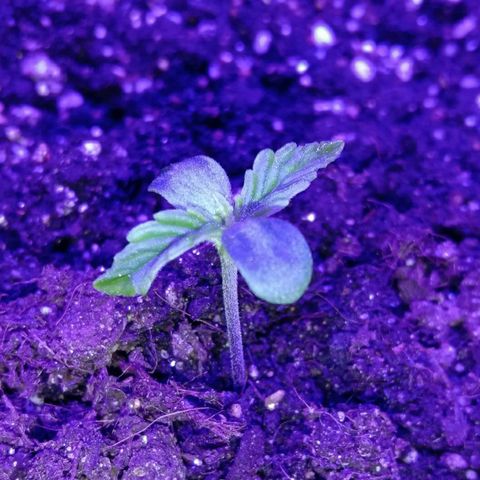 Горилла growlog timeline photo