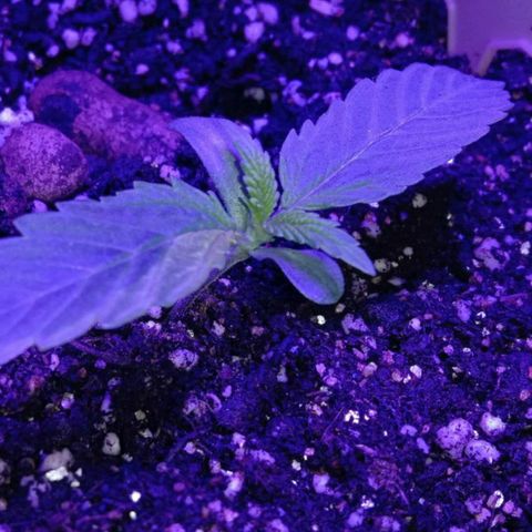  Скитлс growlog timeline photo