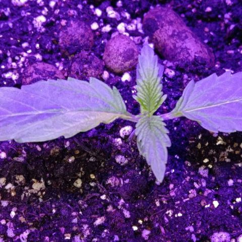  Скитлс growlog timeline photo