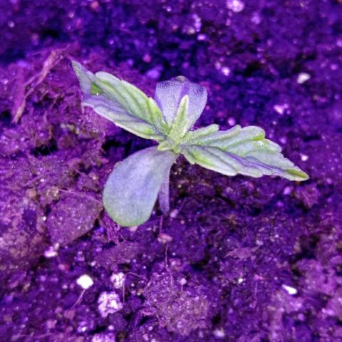 Горилла growlog photo: вроде фсенорм ноугарилы лист какойта скоученый 🤷‍♂