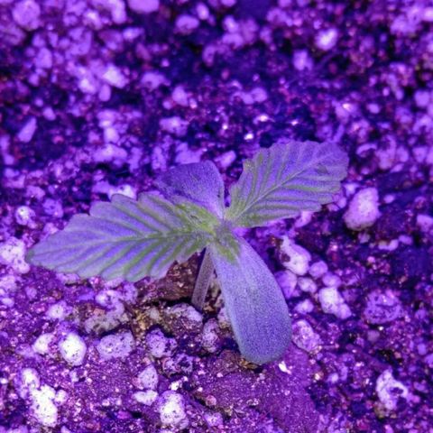 Клубника growlog timeline photo