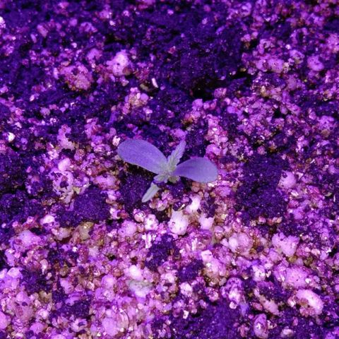 Ак growlog timeline photo