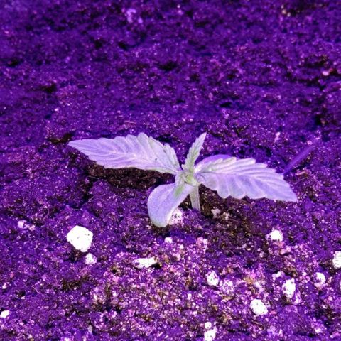 Клубника growlog timeline photo