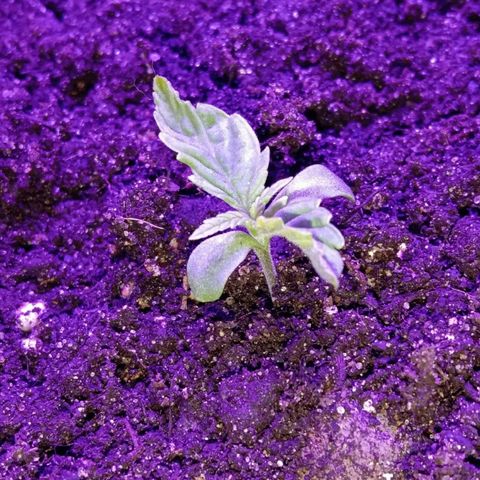 Горилла growlog timeline photo