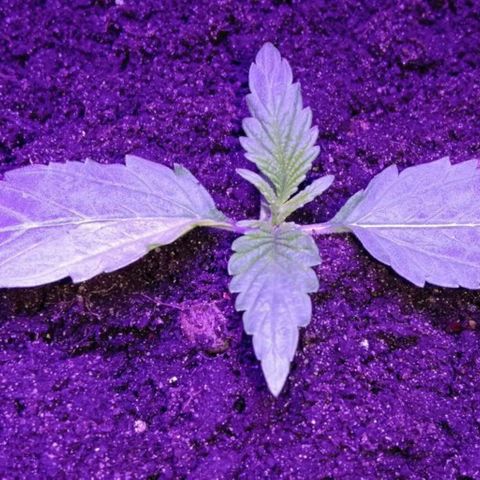  Скитлс growlog timeline photo