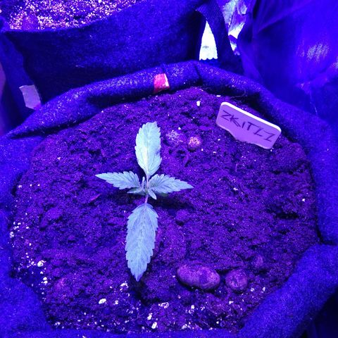  Скитлс growlog timeline photo
