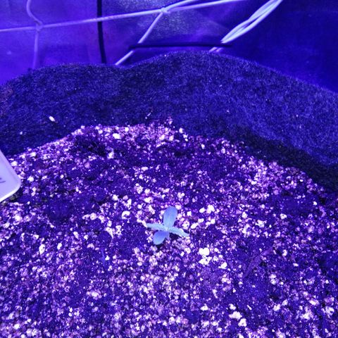 Ак growlog timeline photo