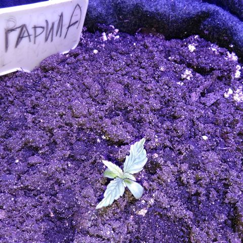 Горилла growlog timeline photo