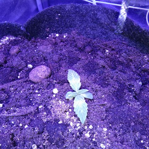 Клубника growlog timeline photo