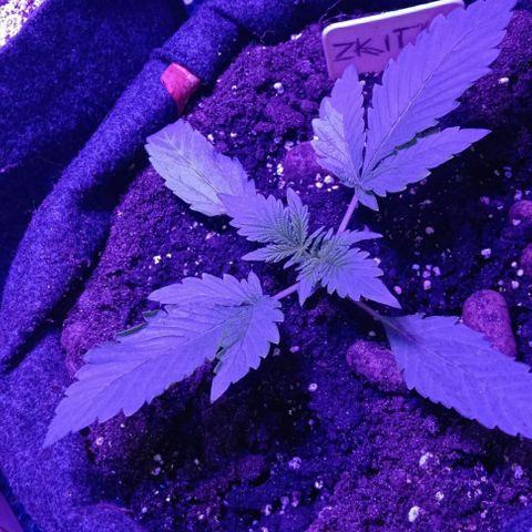  Скитлс growlog timeline photo