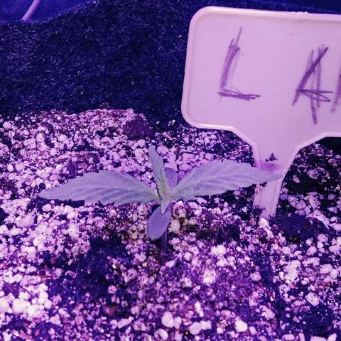 Ак growlog timeline photo