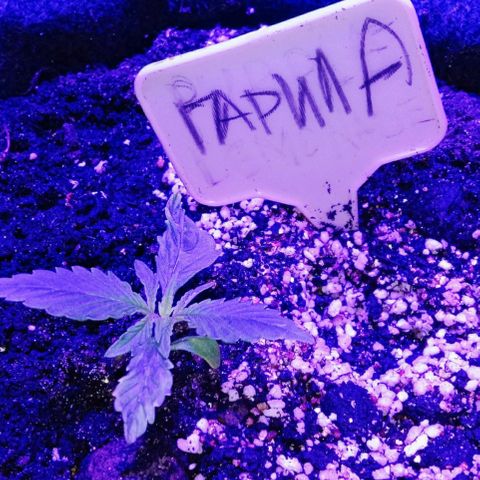 Горилла growlog timeline photo