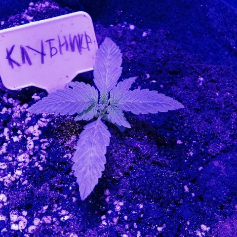 Клубника growlog timeline photo